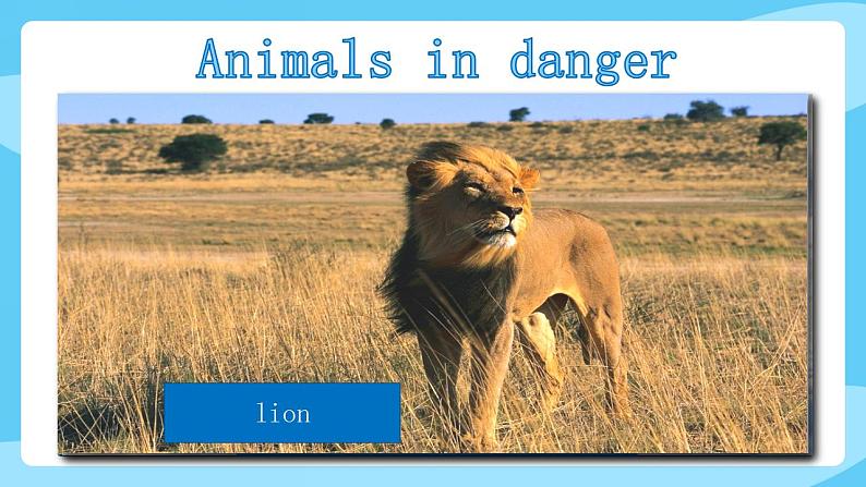 沪教牛津版_(六三制三起)英语六年级上学期 Unit 5《Animals in danger》（3）课件第3页