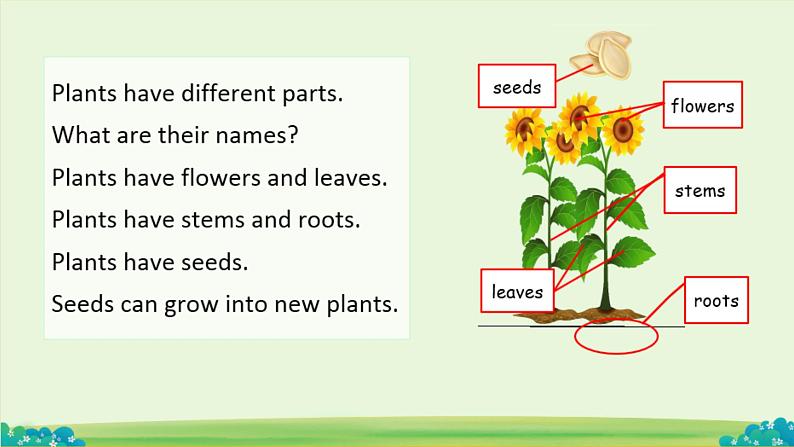 Module 4 The natural world Unit 3 Plants 课件04