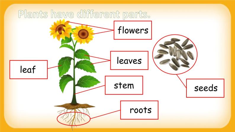 Module 4 The natural world Unit 3 Plants 课件07