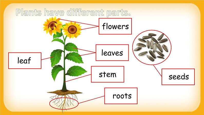 Module 4 The natural world Unit 3 Plants 课件07