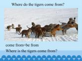 科普版（三年級起點）小學英語六年級下冊  Lesson 7   Where do the tigers come from   課件