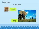 接力版（三年级起点）小学英语四年级上册  Lesson 12   It's a small flower.  课件