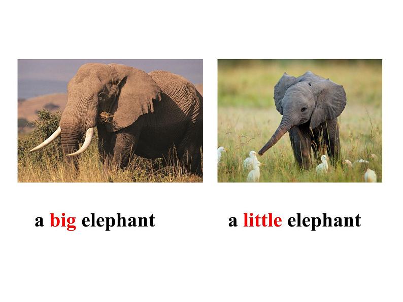 清华大学版小学英语一年级上册  UNIT 2   ANIMALS Lesson 12   课件03