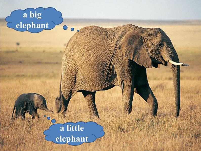 清华大学版小学英语一年级上册  UNIT 2   ANIMALS Lesson 12   课件04