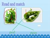 沪教版（六三制三起）小学六年级英语下册 Module 4 Unit  12  The five peas  课件1