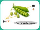 Module 4 Things we enjoy Unit 12 The five peas 第1课时（课件+素材）-2023-2024学年牛津上海版（三起）英语六年级下册