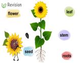 Module 4  Things we enjoy Unit 10 My garden 第2课时（课件+素材）-2023-2024学年牛津上海版（三起）英语四年级下册