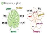 Module 4  Things we enjoy Unit 10 My garden 第2课时（课件+素材）-2023-2024学年牛津上海版（三起）英语四年级下册