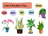 Module 4  Things we enjoy Unit 10 My garden 第2课时（课件+素材）-2023-2024学年牛津上海版（三起）英语四年级下册