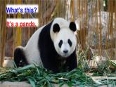 Unit 3 Amazing animals Part B Let’s learn, Listen and （课件+素材）-2024-2025学年人教PEP版（2024）英语三年级上册