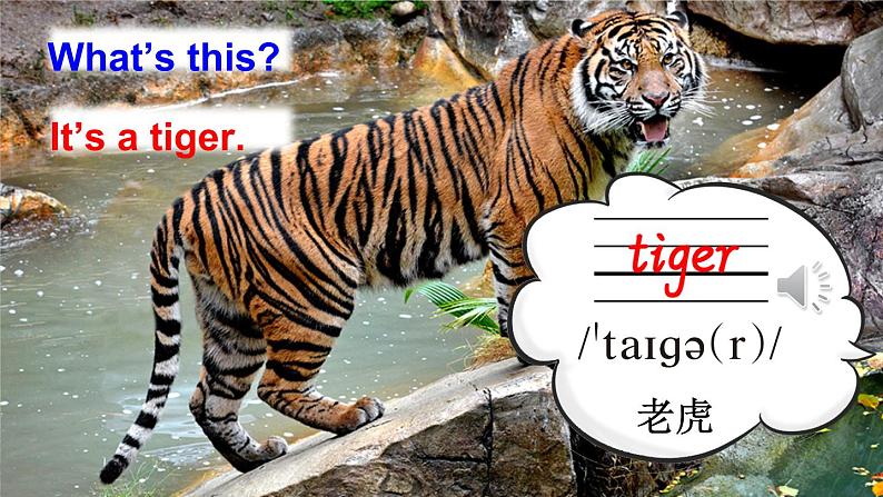 Unit 3 Amazing animals Part B Let’s learn, Listen and （课件+素材）-2024-2025学年人教PEP版（2024）英语三年级上册07