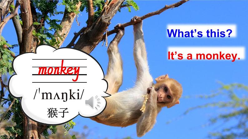 Unit 3 Amazing animals Part B Let’s learn, Listen and （课件+素材）-2024-2025学年人教PEP版（2024）英语三年级上册08