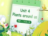 Unit 4 Plants around us单词讲解（课件）-2024-2025学年人教PEP版（2024）英语三年级上册