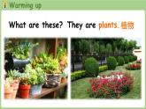 Unit 4 Plants around us Part B 第4課時 Let's talk & Look and discuss（課件+素材）-2024-2025學(xué)年人教PEP版（2024）英語三年級上
