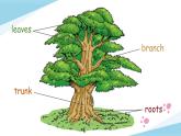 Module 4 Unit 11 Trees 第1课时（课件+素材）2024-2025学年牛津上海版（三起）英语六年级上册