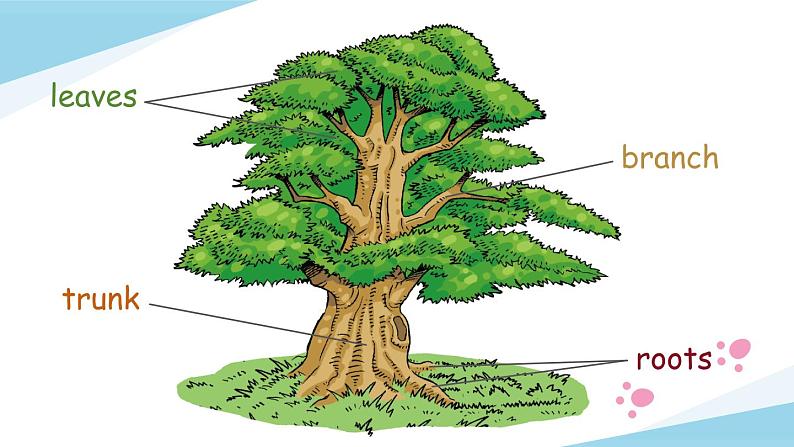 Module 4 Unit 11 Trees 第1课时（课件+素材）2024-2025学年牛津上海版（三起）英语六年级上册05