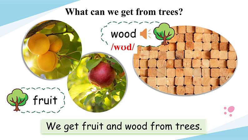 Module 4 Unit 11 Trees 第1课时（课件+素材）2024-2025学年牛津上海版（三起）英语六年级上册06