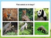 牛津深圳版英語(yǔ)六上Unit 5 《Animals in danger Listen and say Do a survey》課件+教案+分層練習(xí)