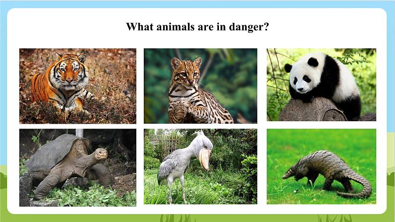 牛津深圳版英语六上Unit 5 《Animals in danger Listen and say Do a survey》课件+教案+分层练习05