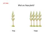 Unit 4  Plants around us Part B  Let's learn & Listen and cha（课件）-2024-2025学年人教PEP版（2024）英语三年级上册