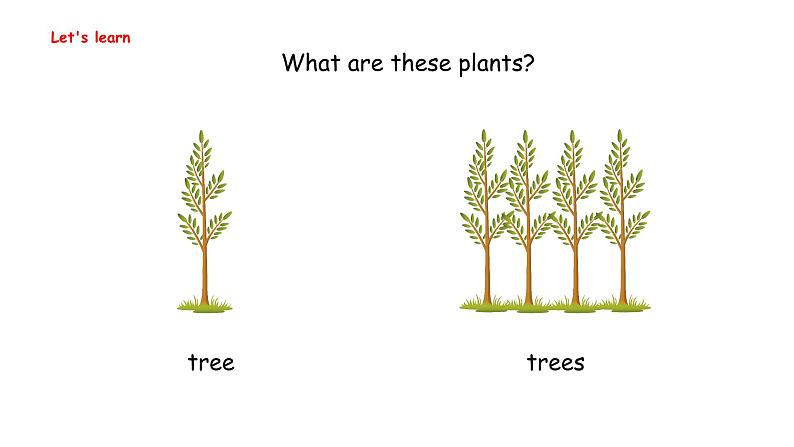 Unit 4  Plants around us Part B  Let's learn & Listen and cha（课件）-2024-2025学年人教PEP版（2024）英语三年级上册04