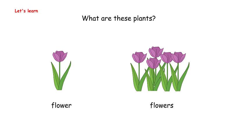 Unit 4  Plants around us Part B  Let's learn & Listen and cha（课件）-2024-2025学年人教PEP版（2024）英语三年级上册05