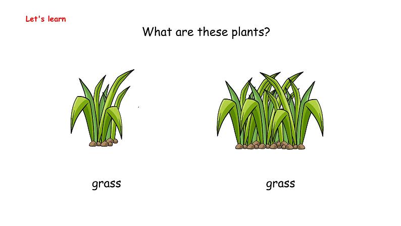 Unit 4  Plants around us Part B  Let's learn & Listen and cha（课件）-2024-2025学年人教PEP版（2024）英语三年级上册06