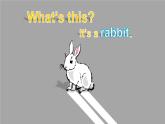 Unit 3 Amazing animals Part B Start to read & C Project & Reading time（课件+教案）-2024-2025学年人教PEP版（2024）英语三年级上册