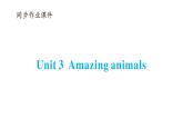 Unit 3 Amazing animals同步作業(yè)課件(含聽力原文，含聽力音頻)