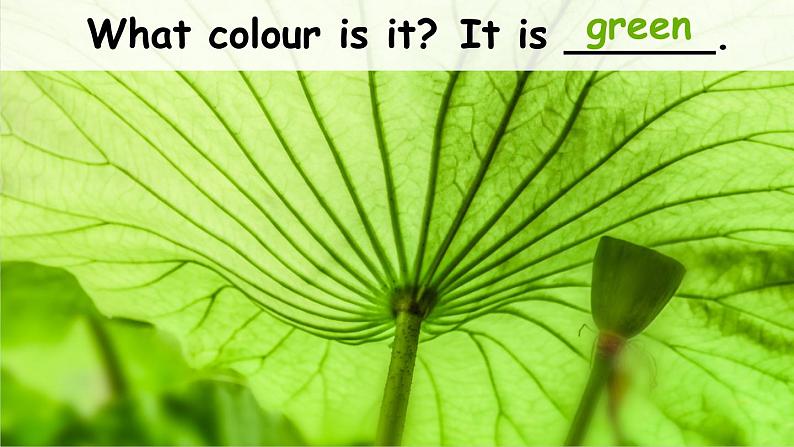 Unit 3 Colours and letters Lesson 2 What colour is it（课件+素材）冀教版（三起）英语三年级上册05