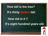 外研版（一起）六上Module 1《Unit 2 It’s more than four hundred metres high》ppt課件1