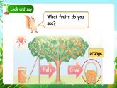 人教版PEP（2024）英語三年級上冊--Unit4 Plants around us B Start to read & C Project（課件+素材）
