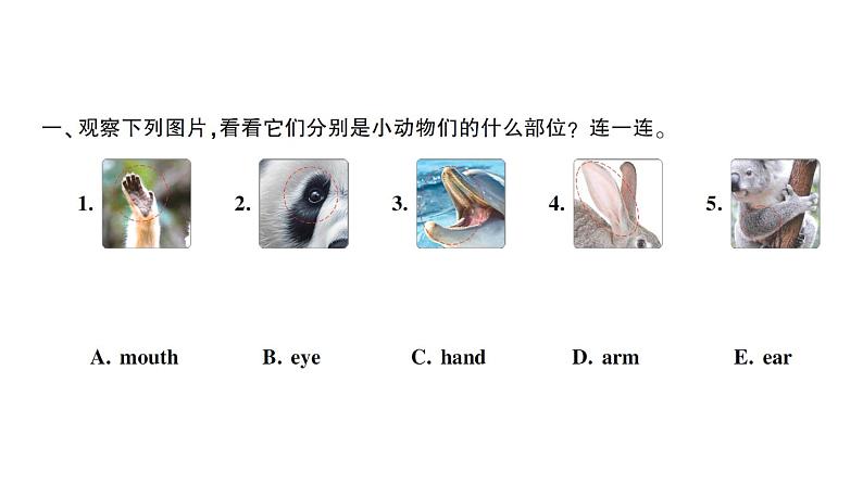 小学英语新人教版PEP三年级上册Unit 1Part ALet's learn & Listen and do 作业课件2024秋第2页