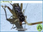 Unit 3 Learning better Part C  Reading time（课件+素材）-2024-2025学年人教PEP版（2024）英语三年级下册