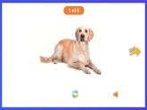 香港朗文版英语一年级下册 Chapter1《Choosing a pet》单词课件