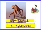 新概念英语(青少版)英语2B Unit 30 《A giant squid》课件+素材