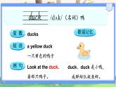 Unit 5 animal 单词讲解（课件）-2024-2025学年人教精通版（三起）（2024）英语三年级下册