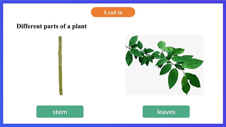 【核心素养】北京版英语五下 Unit 2《What do flowers do？》Lesson 5 课件第5页