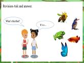 科普版（2024）英語三年級(jí)上冊(cè) Unit 5 Animals around us Period 3（課件）
