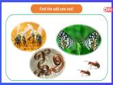 人教版（新起點）英語六上Unit 3《Animal World》 第二課時 課件