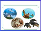 人教版（新起點）英語六上Unit 3《Animal World》 第二課時 課件