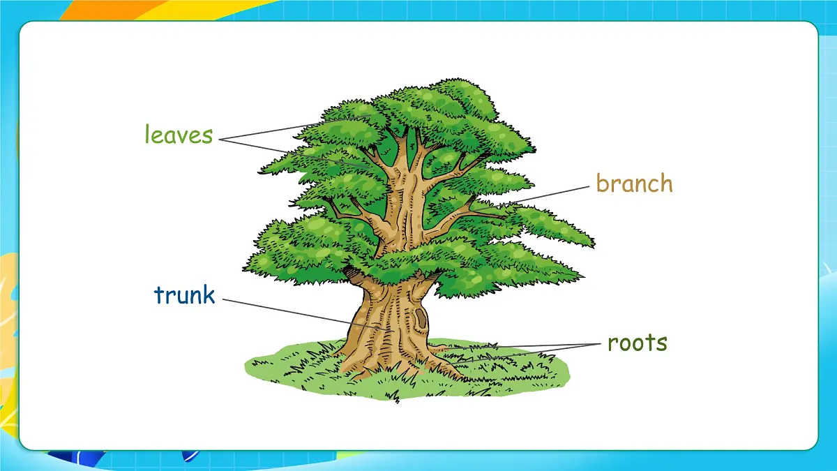 沪教牛津版（六三制一起）英语六上 Module 4 Unit 11《Trees》第1课时 课件第5页