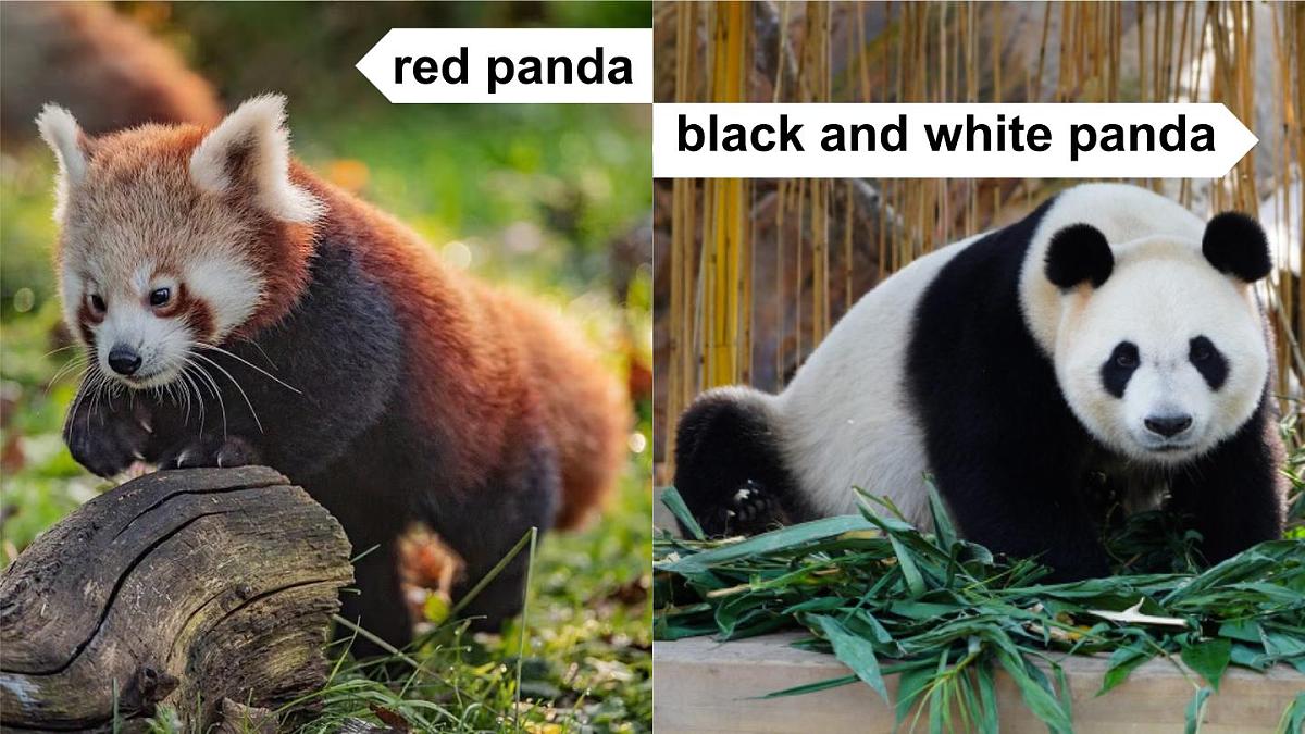 人教版PEP三年级上册课件《Unit 3 Amazing animals》Part B第6页