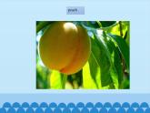 五年级上册英语课件－Unit6 It’s a grapefruit.(Lesson34) ｜人教精通版