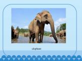 三年級下冊英語課件-Module 2 Unit 4  Animals in the zoo  Period 1  滬教牛津版（深圳用）