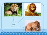 三年級下冊英語課件-Module 2 Unit 4  Animals in the zoo  Period 1  滬教牛津版（深圳用）