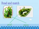 六年级下册英语课件-Module 4 Unit 12  The five peas  Period 2  沪教牛津版（深圳用）