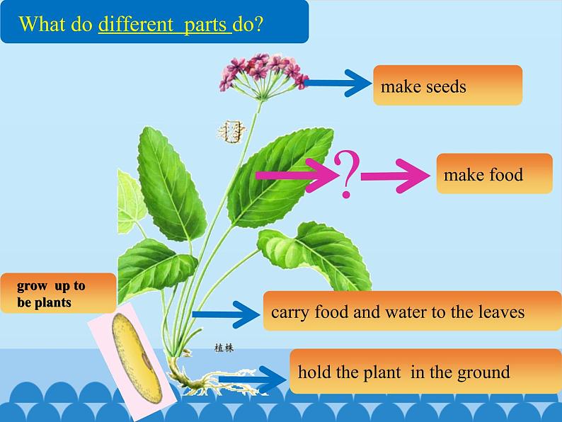 五年级下册英语课件－UNIT TWO   WHAT DO FLOWERS DO？  Lesson 6   北京课改版04