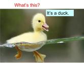 三年級上冊英語課件- Module 3 Unit 1 These ducks are very naughty!  外研社（一起）