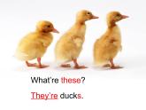 三年級上冊英語課件- Module 3 Unit 1 These ducks are very naughty!  外研社（一起）